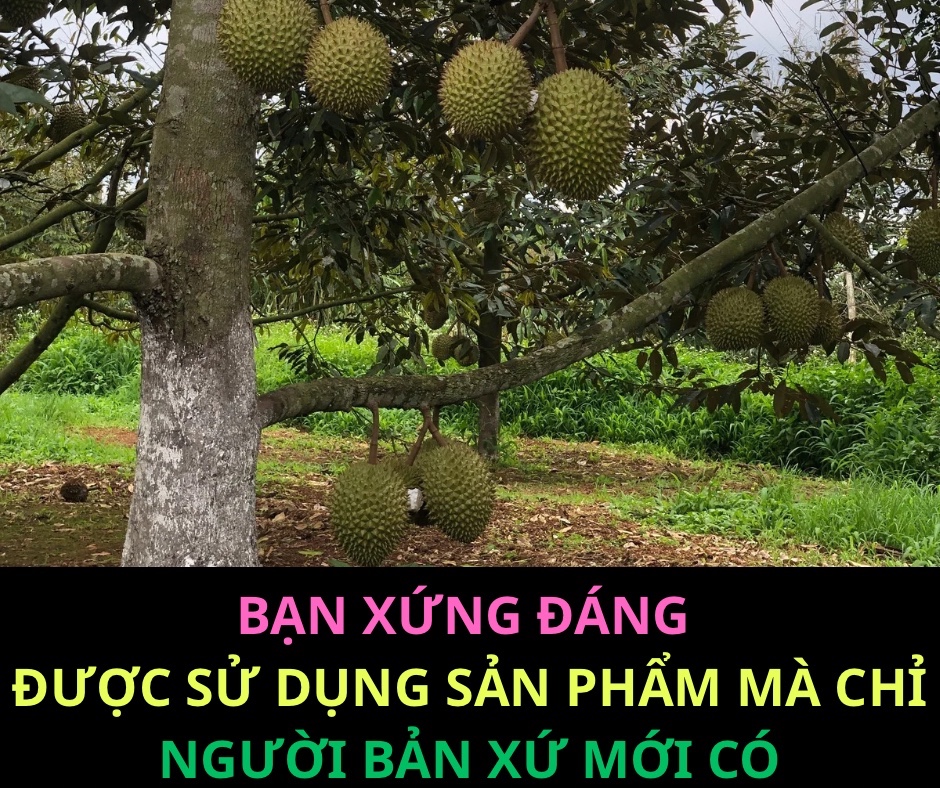 sầu riêng chín cây